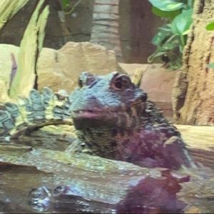 Meet your Posher, Kaylee